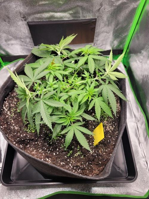 Cheri x Lurpe Test RUN. Week 5