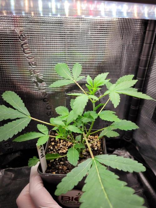 Ready for a Miracle?. Week 5