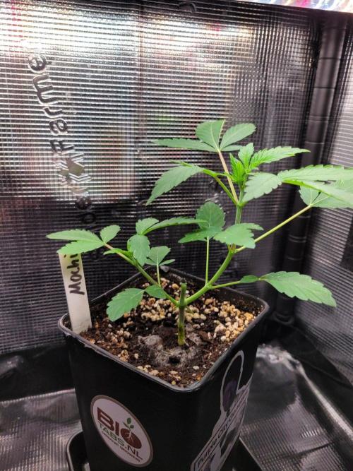 Ready for a Miracle?. Week 5