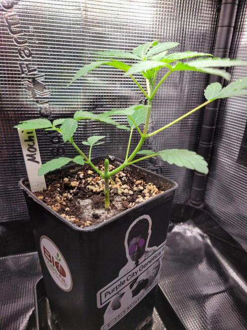 Ready for a Miracle?. Week 5