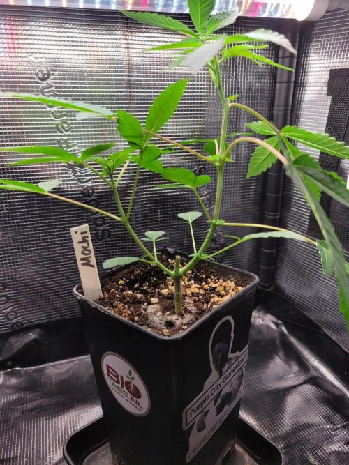 Ready for a Miracle?. Week 5