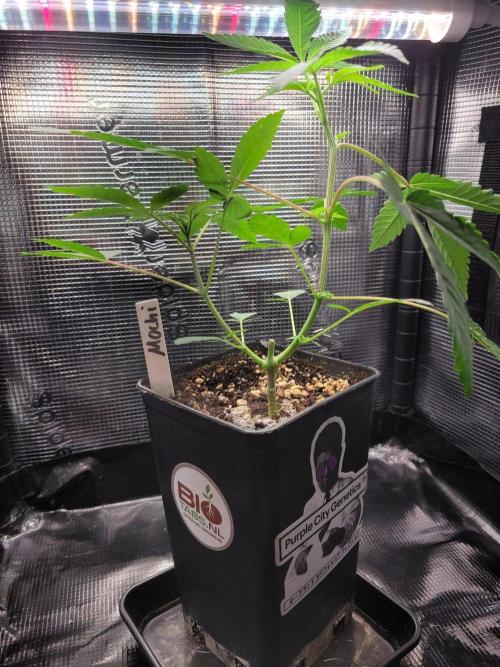 Ready for a Miracle?. Week 5