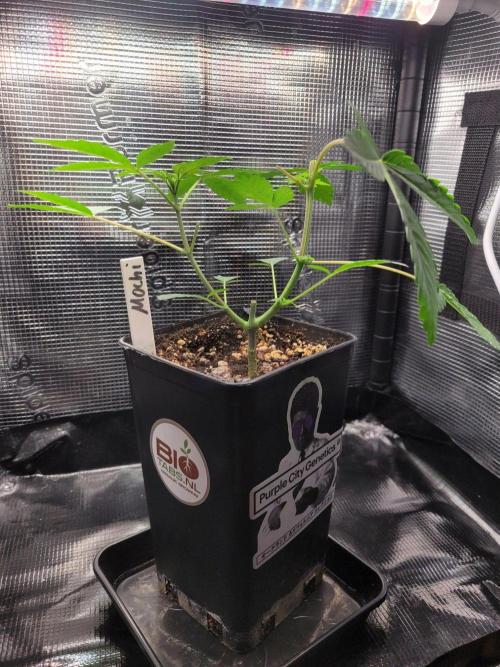 Ready for a Miracle?. Week 5
