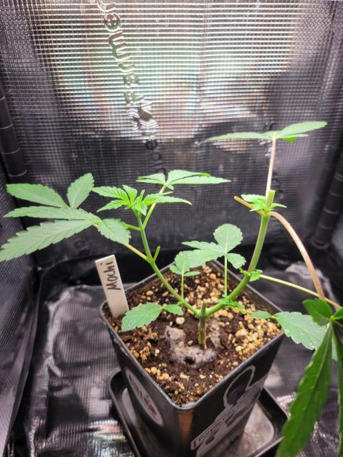 Miracle Mochi. Week 5