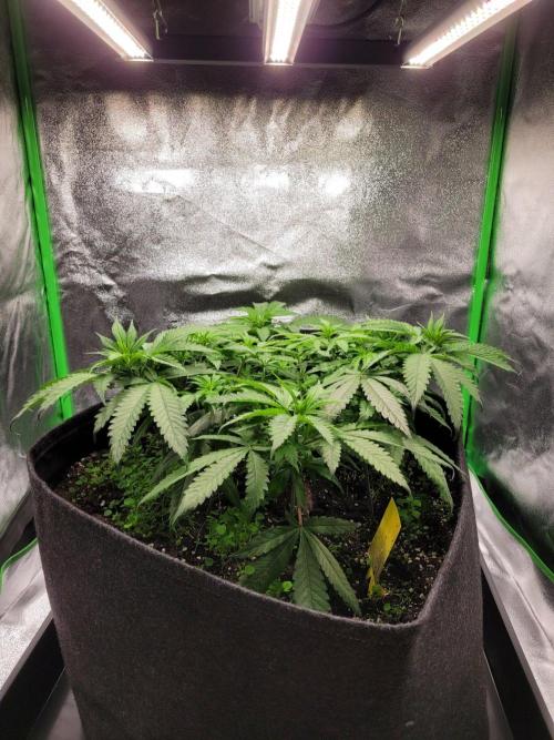 60x60x120 Veg Tent. Week 6
