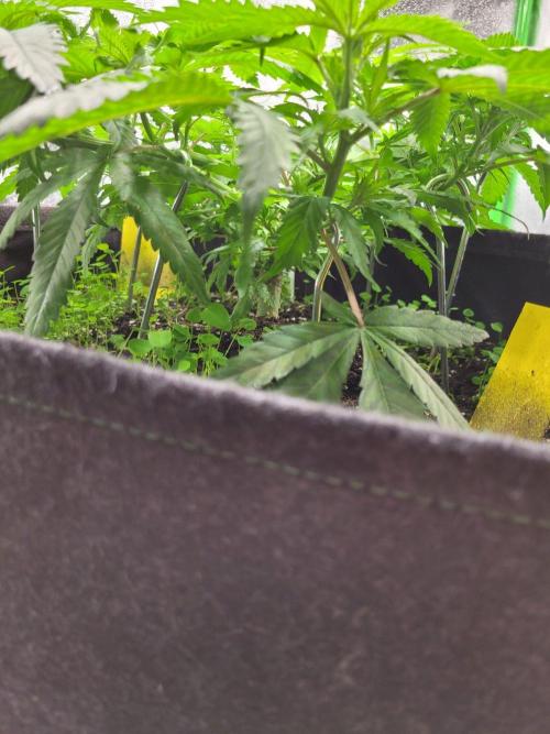 Cheri x Lurpe Test RUN. Week 6