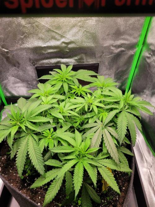 Cheri x Lurpe Test RUN. Week 6