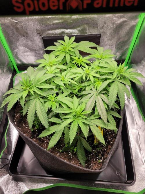 Cheri x Lurpe Test RUN. Week 6