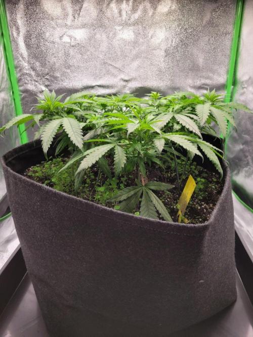 60x60x120 Veg Tent. Week 6