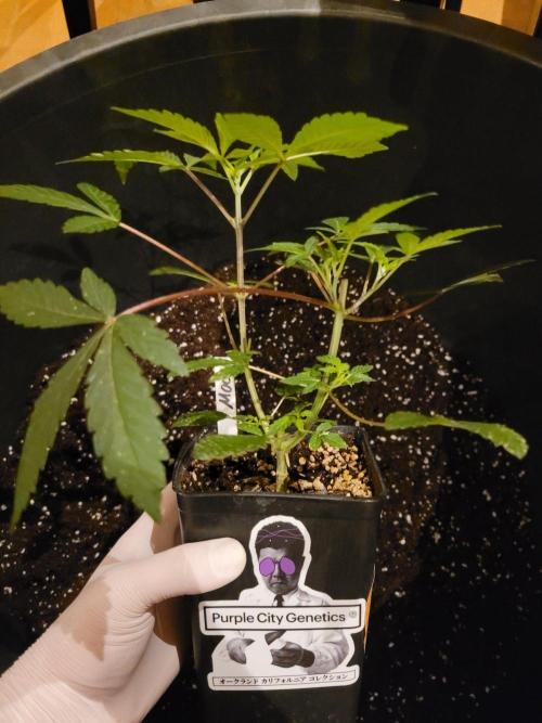 Ready for a Miracle?. Week 6