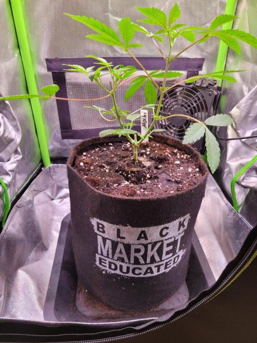 Ready for a Miracle?. Week 6