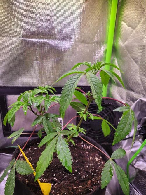 Ready for a Miracle?. Week 6