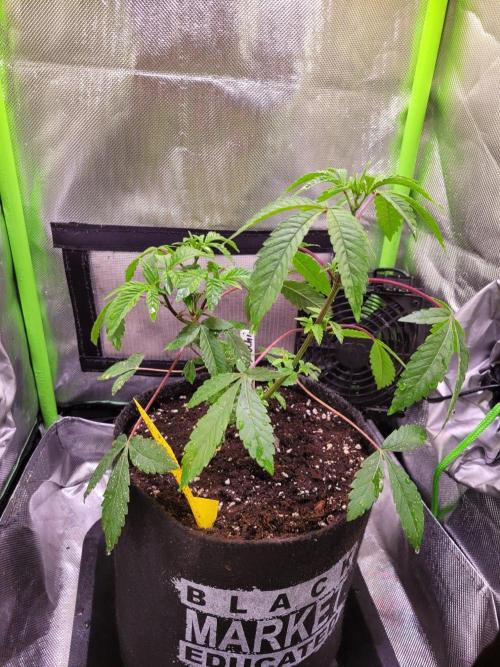 Ready for a Miracle?. Week 6