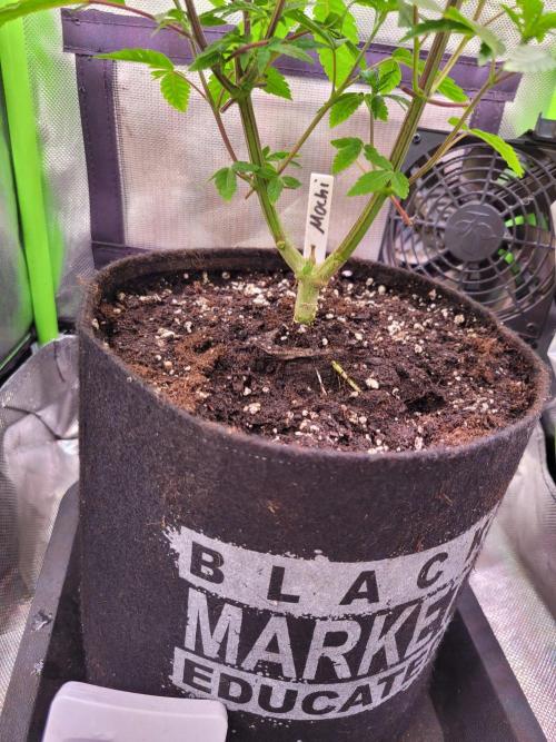 Ready for a Miracle?. Week 7
