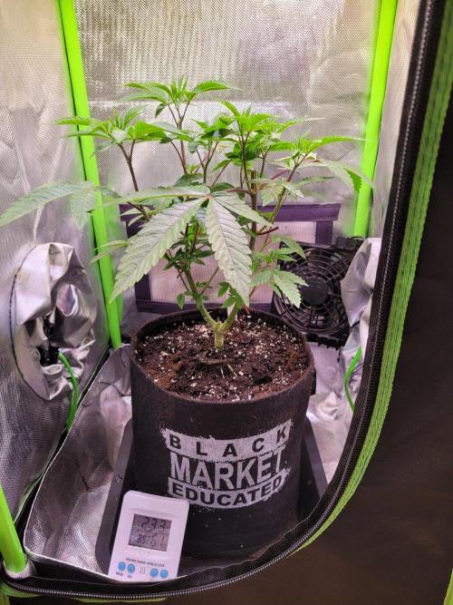 Ready for a Miracle?. Week 7