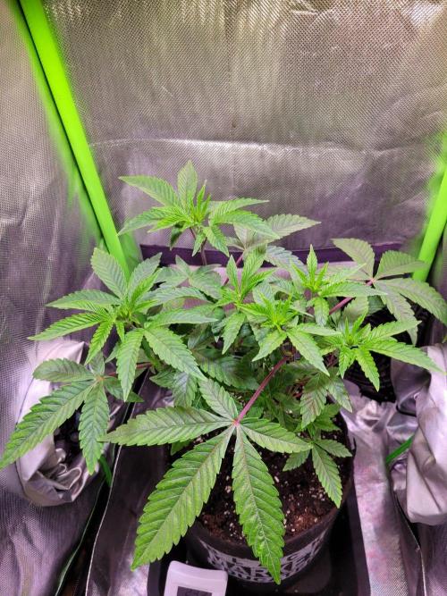 Ready for a Miracle?. Week 7