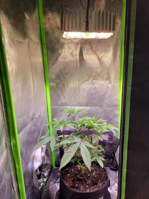 Ready for a Miracle?. Week 7