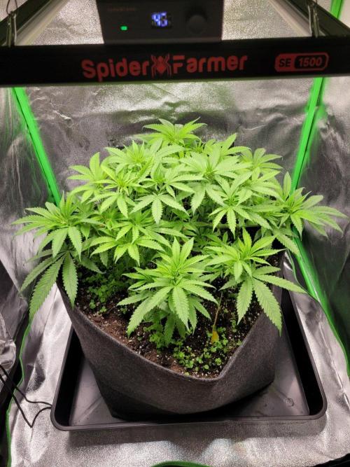Cheri x Lurpe Test RUN. Week 7