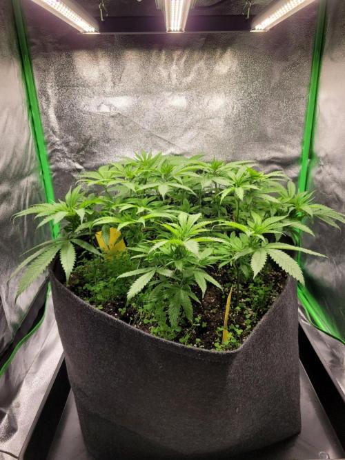 Cheri x Lurpe Test RUN. Week 7
