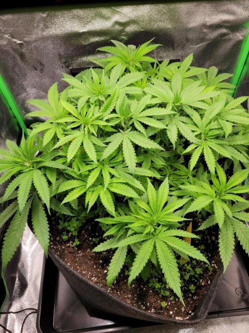 Cheri x Lurpe Test RUN. Week 7