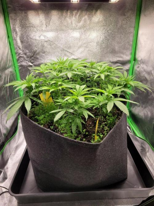 60x60x120 Veg Tent. Week 7