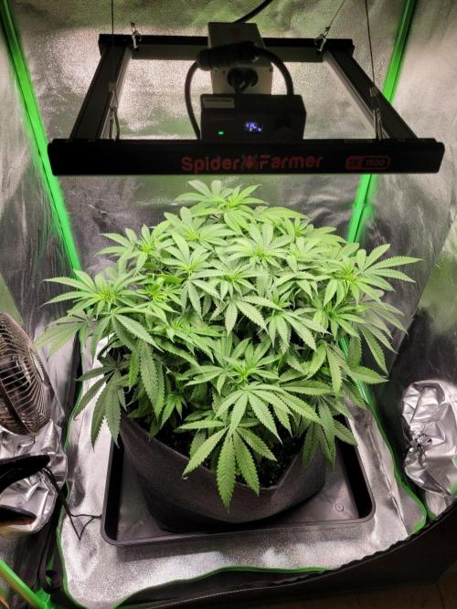 Cheri x Lurpe Test RUN. Week 8