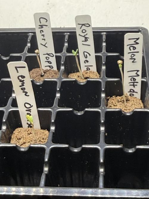 My Hydroponic grow. Week 0 - 1st week of seedling. Day 1