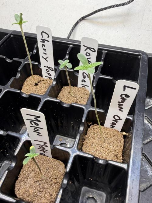 My Hydroponic grow. Week 0 - 2nd week day 3.