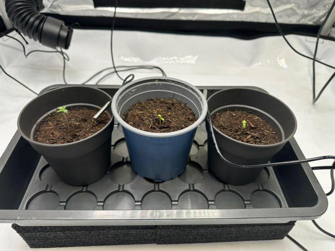 French Macaron T.H. Seeds. Week 0 - Germination after 2 days in Sonnenerde potting soil