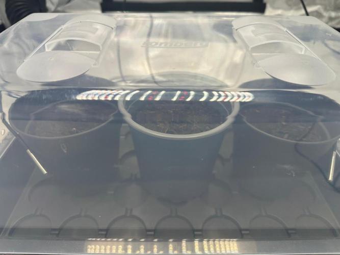 French Macaron T.H. Seeds. Week 0 - 24h soaking in tapwater. 25°C water temperature. 