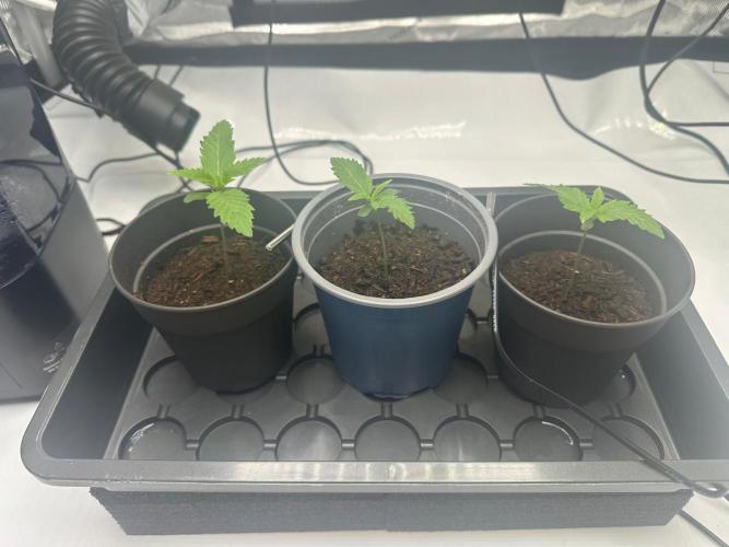 French Macaron T.H. Seeds. Week 0 - After 7 days