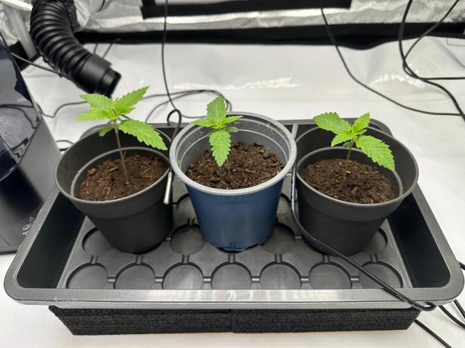 French Macaron T.H. Seeds. Week 1 - Day 8