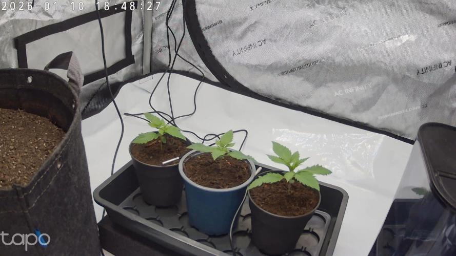 French Macaron T.H. Seeds. Week 1 - Day 10