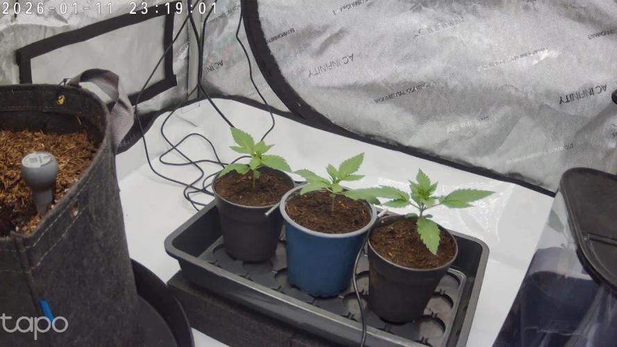French Macaron T.H. Seeds. Week 1 -  Day 12