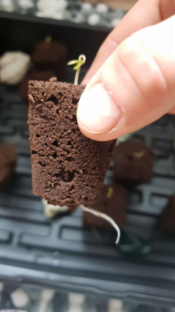 pineapple express auto :)🍍🍒. Week 0