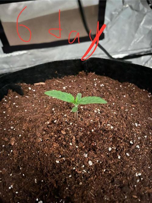 pineapple express auto :)🍍🍒. Week 1