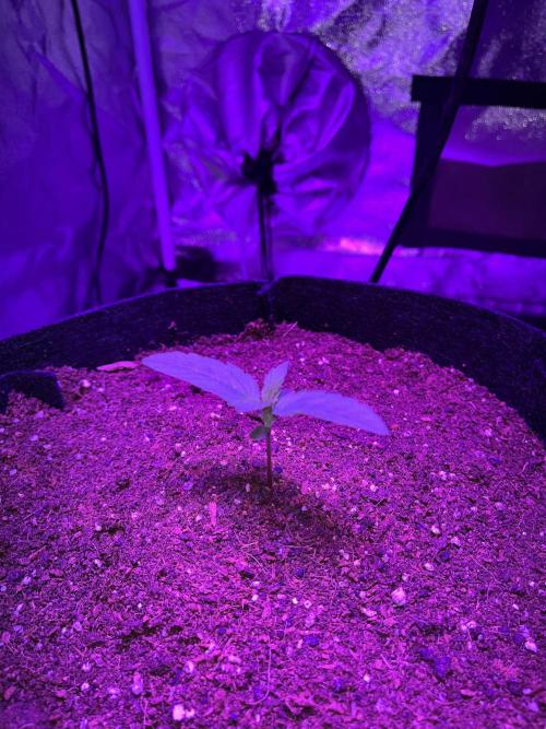 pineapple express auto :)🍍🍒. Week 1