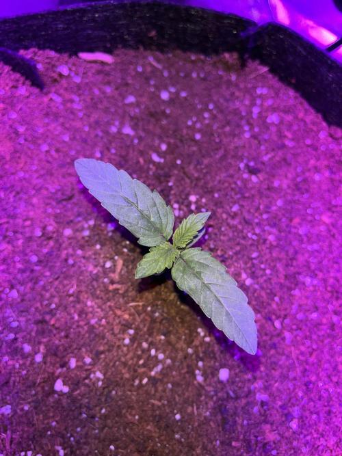 pineapple express auto :)🍍🍒. Week 1