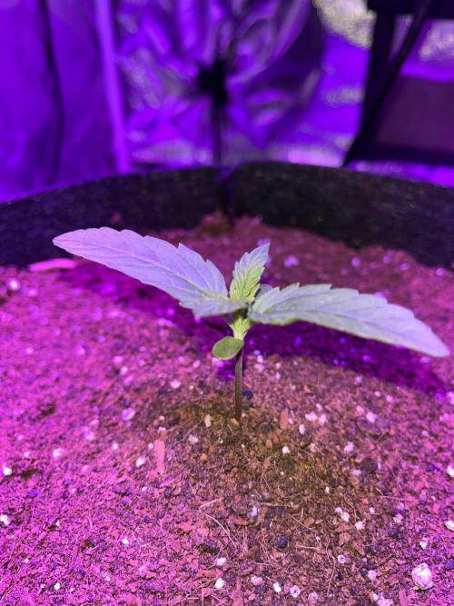 pineapple express auto :)🍍🍒. Week 1