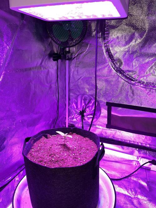 pineapple express auto :)🍍🍒. Week 1