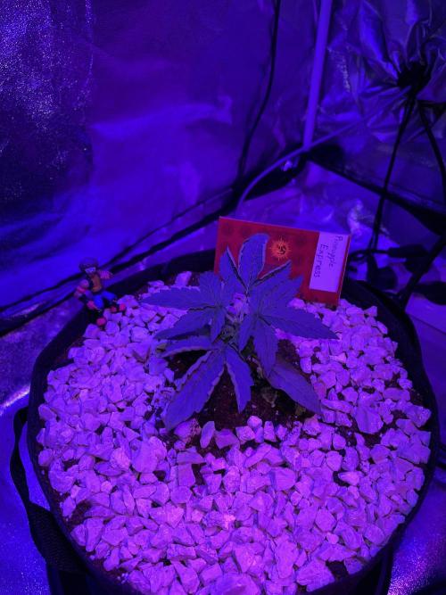 pineapple express auto :)🍍🍒. Week 2 - topping 