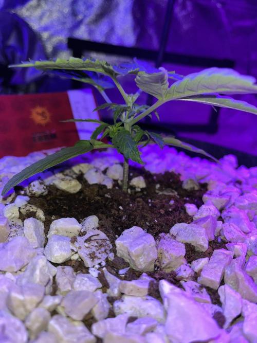 pineapple express auto :)🍍🍒. Week 2