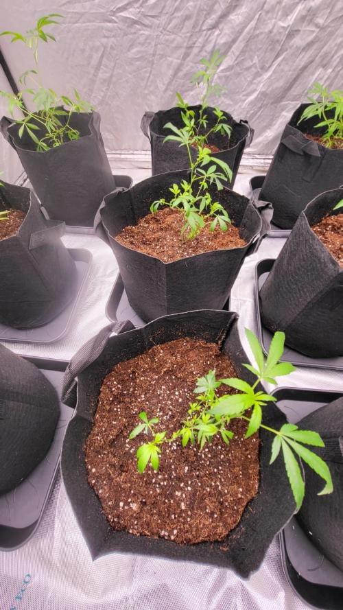 first grow coco lemon orange + runtz. Week 1 - runtz