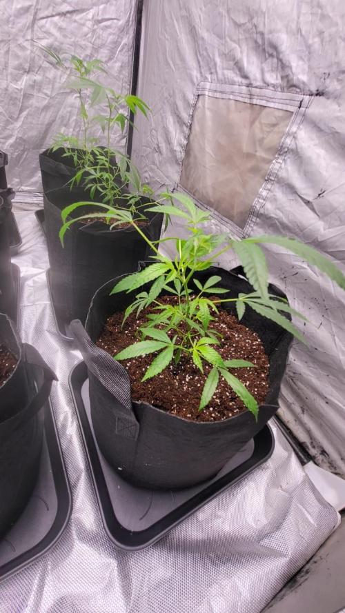 first grow coco lemon orange + runtz. Week 1 - lemon orangex3