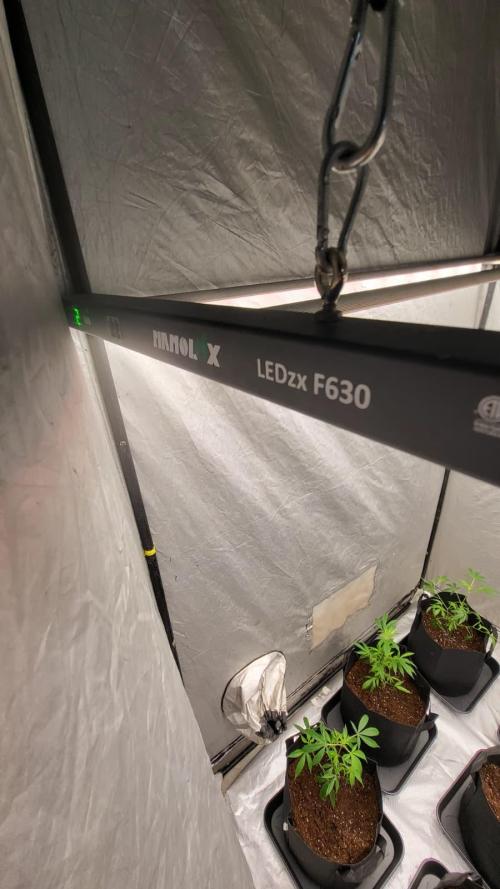 first grow coco lemon orange + runtz. Week 1