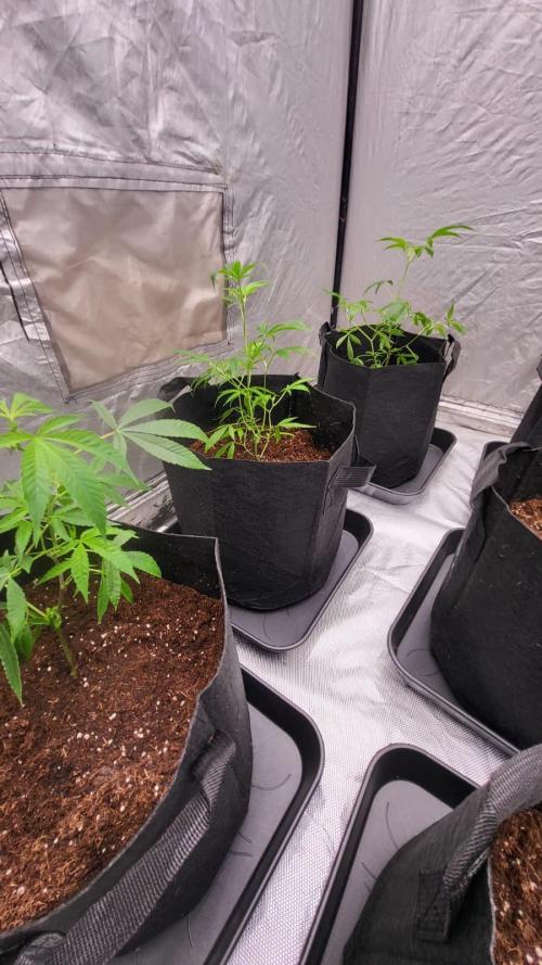 first grow coco lemon orange + runtz. Week 1 - lemon orange