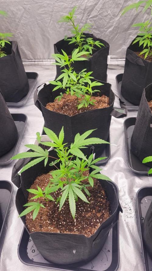 first grow coco lemon orange + runtz. Week 2 - runtz x3