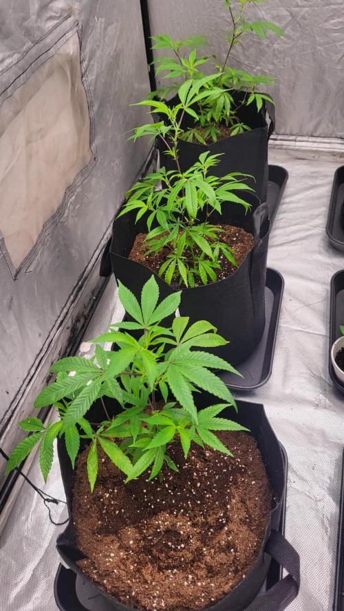 first grow coco lemon orange + runtz. Week 2 - lemon orange x3
