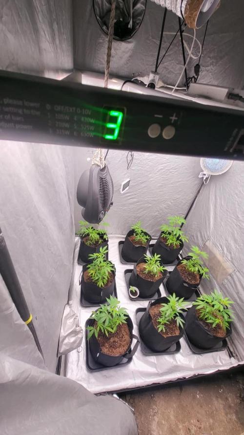 first grow coco lemon orange + runtz. Week 2 - 300 w a 90cm