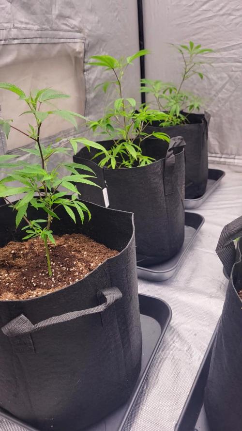 first grow coco lemon orange + runtz. Week 2 - lemon orange x3